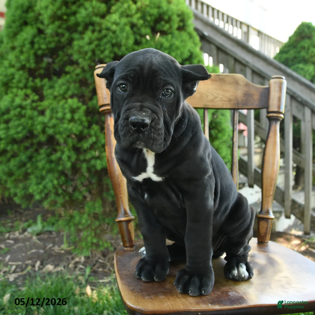 Cane Corso dogs for sale: Brigid - Ad 1