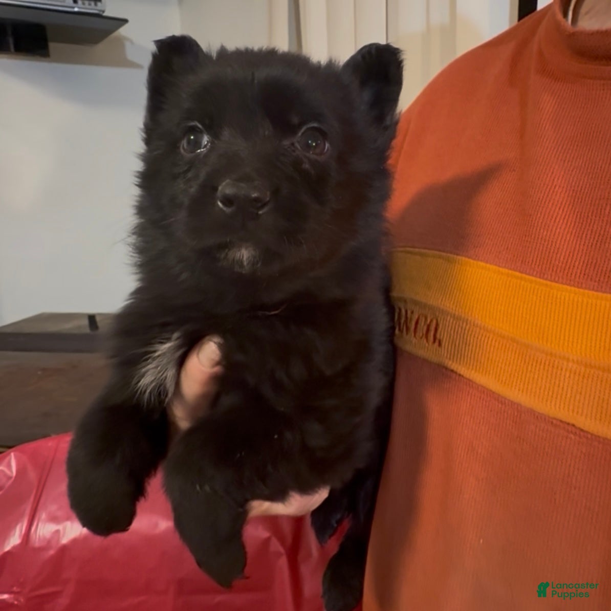 German Shepherd dogs SCAMPI - Ad 23