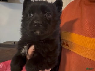 German Shepherd dogs SCAMPI - Ad 23