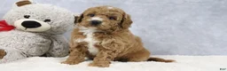 Mini Goldendoodle dogs for sale: Angel - Ad 6