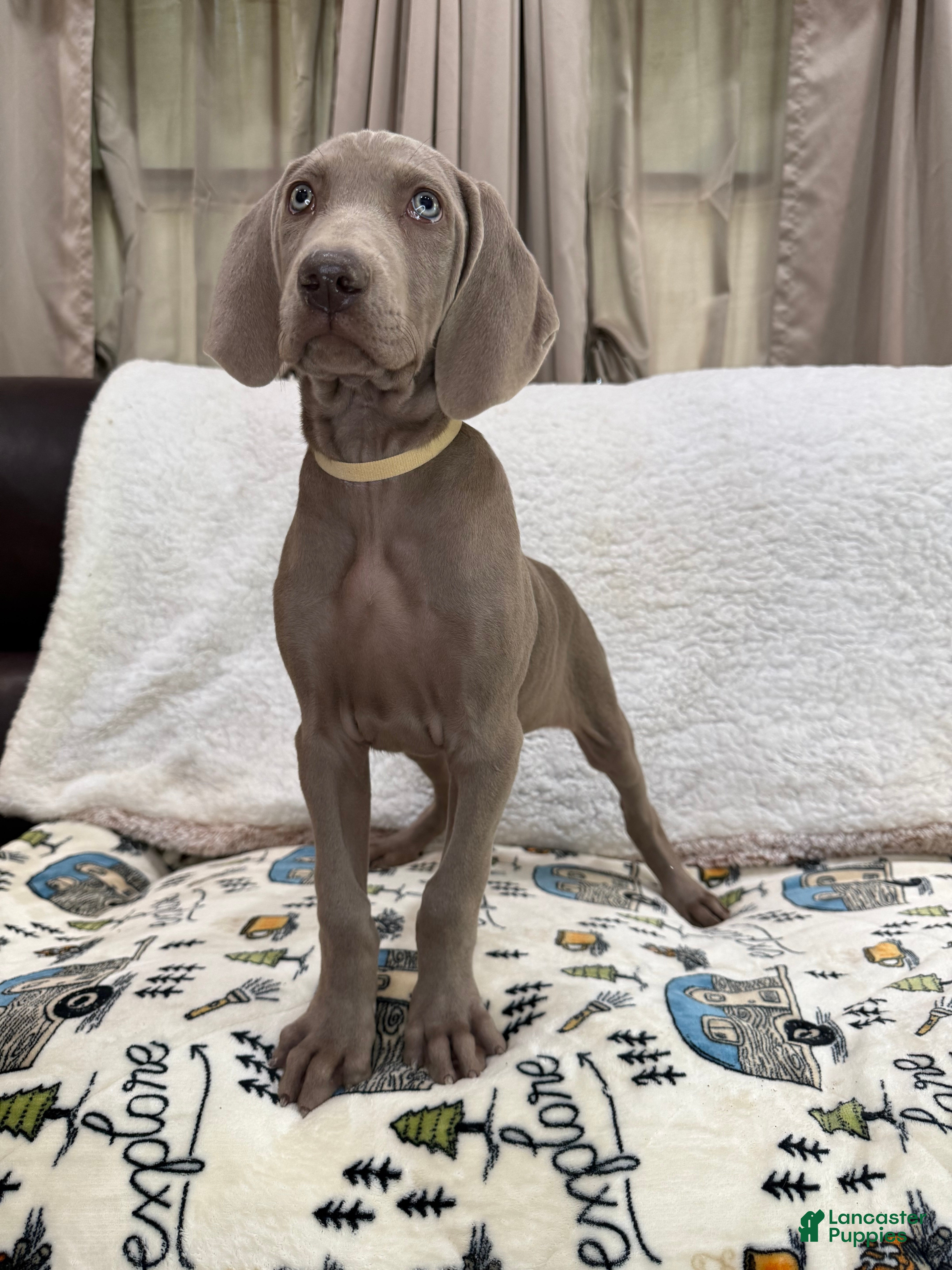 Weimaraner dogs Tan - Ad 7