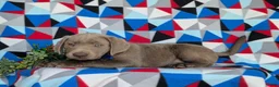 Labrador Retriever dogs for sale: Watkins - Ad 5