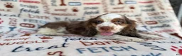 Cocker Spaniel dogs for sale: Tripp - Ad 4