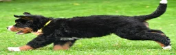 Bernese Mountain Dog dogs for sale: Neal - Ad 9