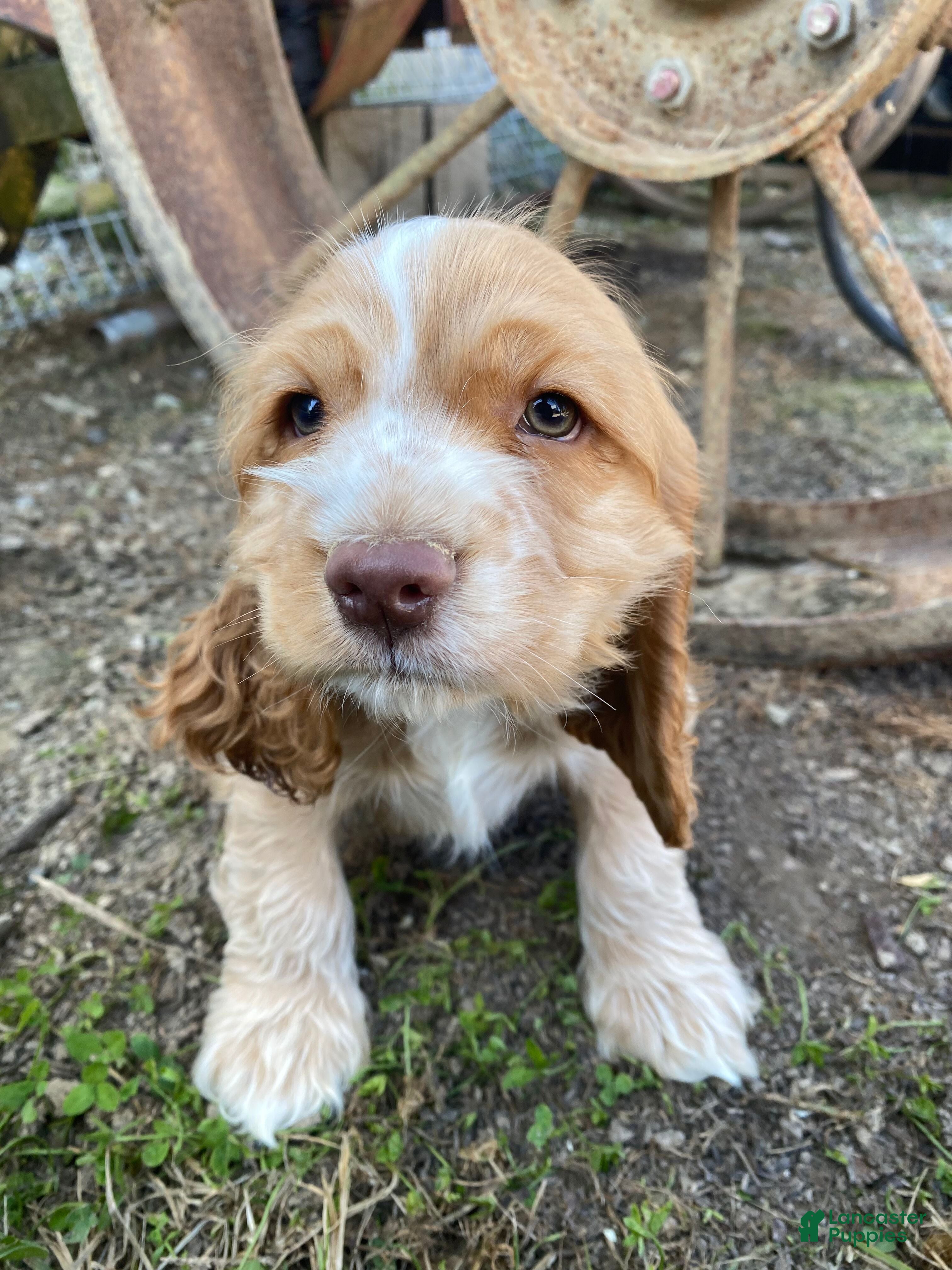 Cocker Spaniel dogs Joe - Ad 2