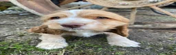 Cocker Spaniel dogs for sale: Joe - Ad 2