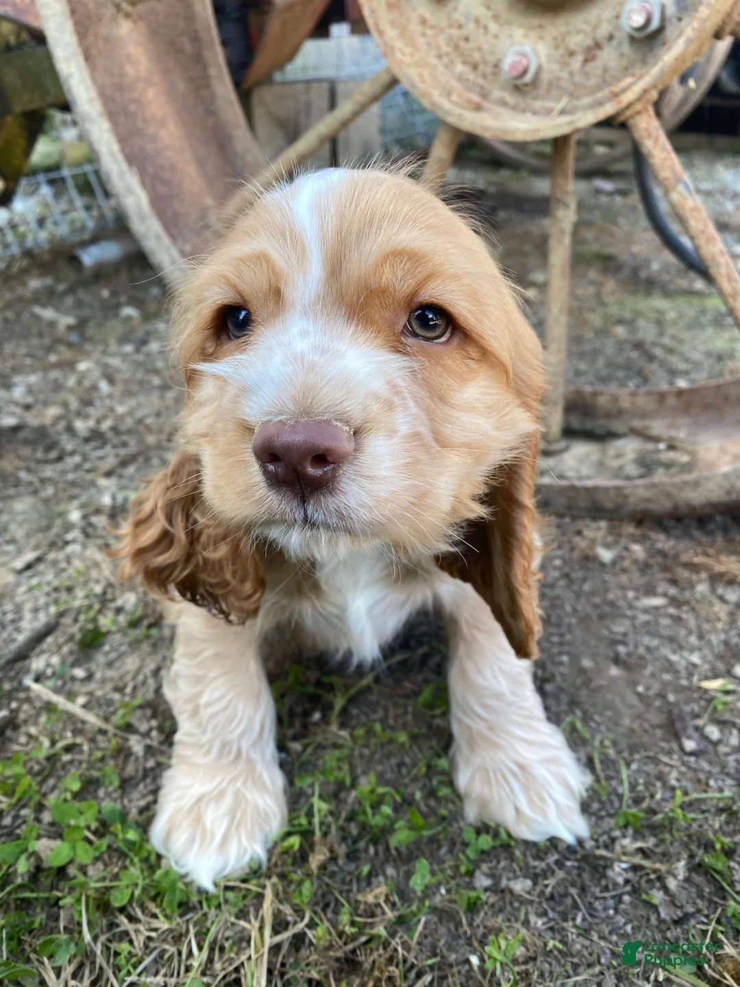 Cocker Spaniel dogs for sale: Joe - Ad 2