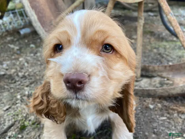 Cocker Spaniel dogs for sale: Joe - Ad 2