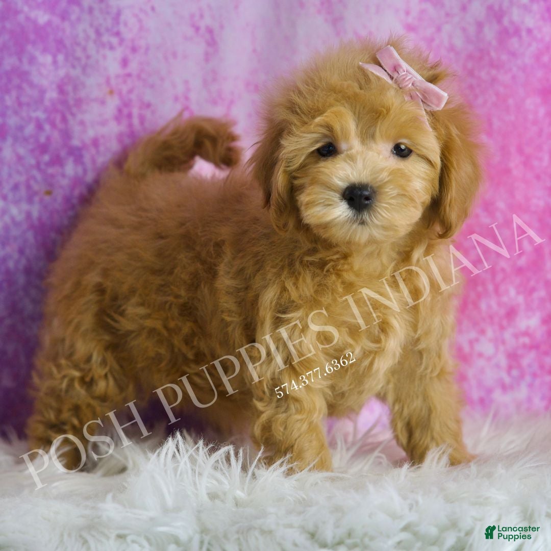 Maltipoo dogs for sale: Strawberry - Ad 4