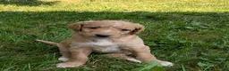 Goldendoodle dogs for sale: Issie - Ad 2