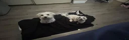 Maltese dogs for sale: Quinn - Ad 10