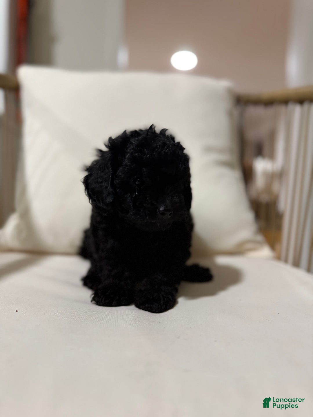Maltipoo dogs for sale: Saddie  - Ad 3