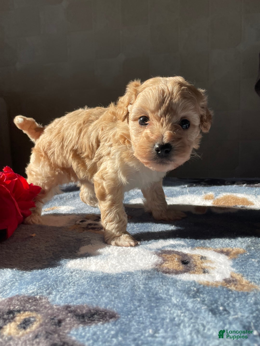Maltipoo dogs for sale: Mozart - Ad 4