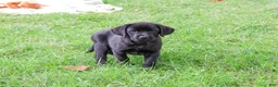 Labrador Retriever dogs for sale: Eloise - Ad 3