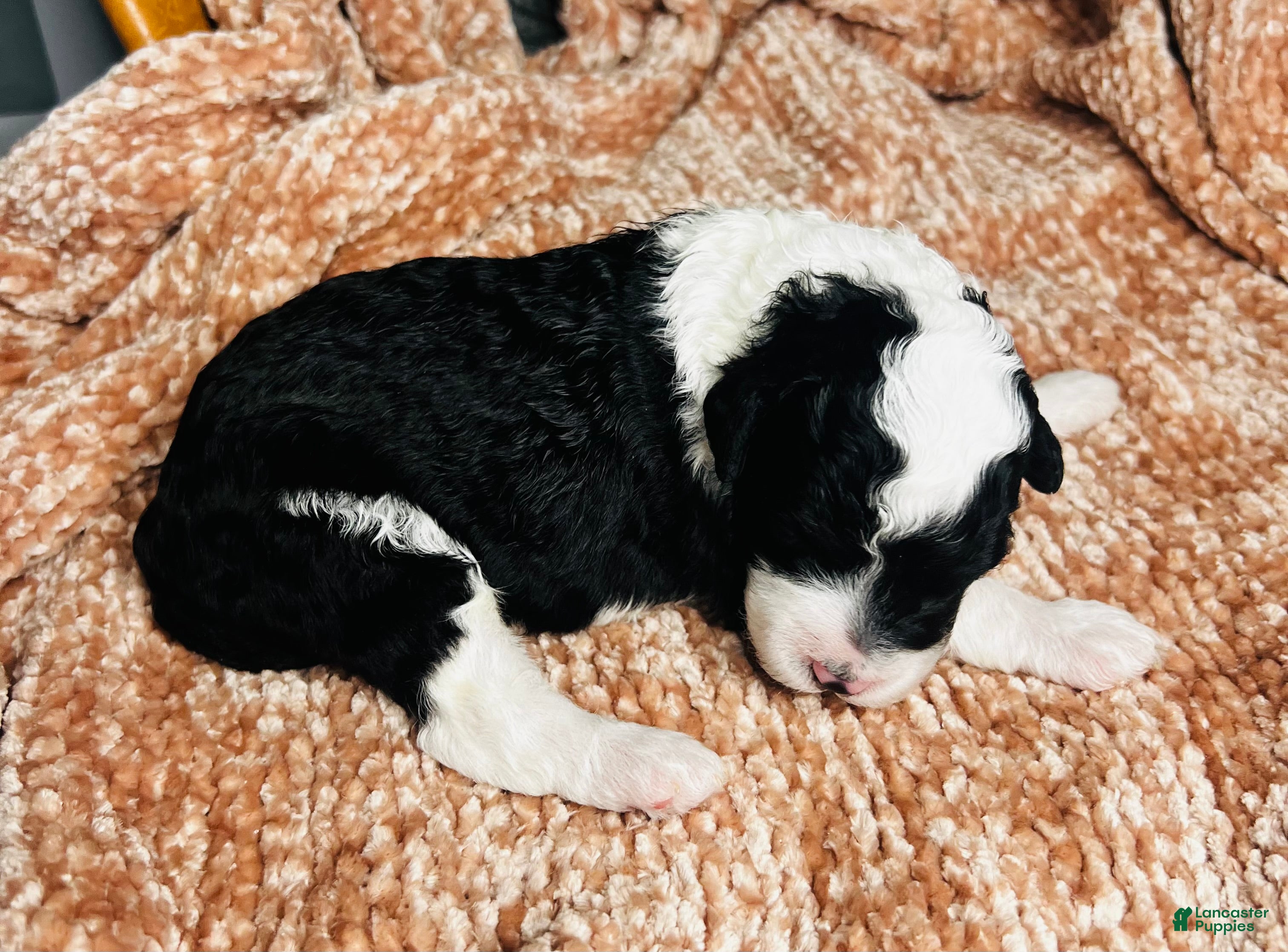 Mini Sheepadoodle dogs Mini Sheepadoodle Puppy Pick Spot #7 - Ad 2