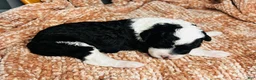 Mini Sheepadoodle dogs for sale: Mini Sheepadoodle Puppy Pick Spot #7 - Ad 1