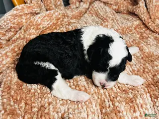 Mini Sheepadoodle dogs Mini Sheepadoodle Puppy Pick Spot #7 - Ad 2