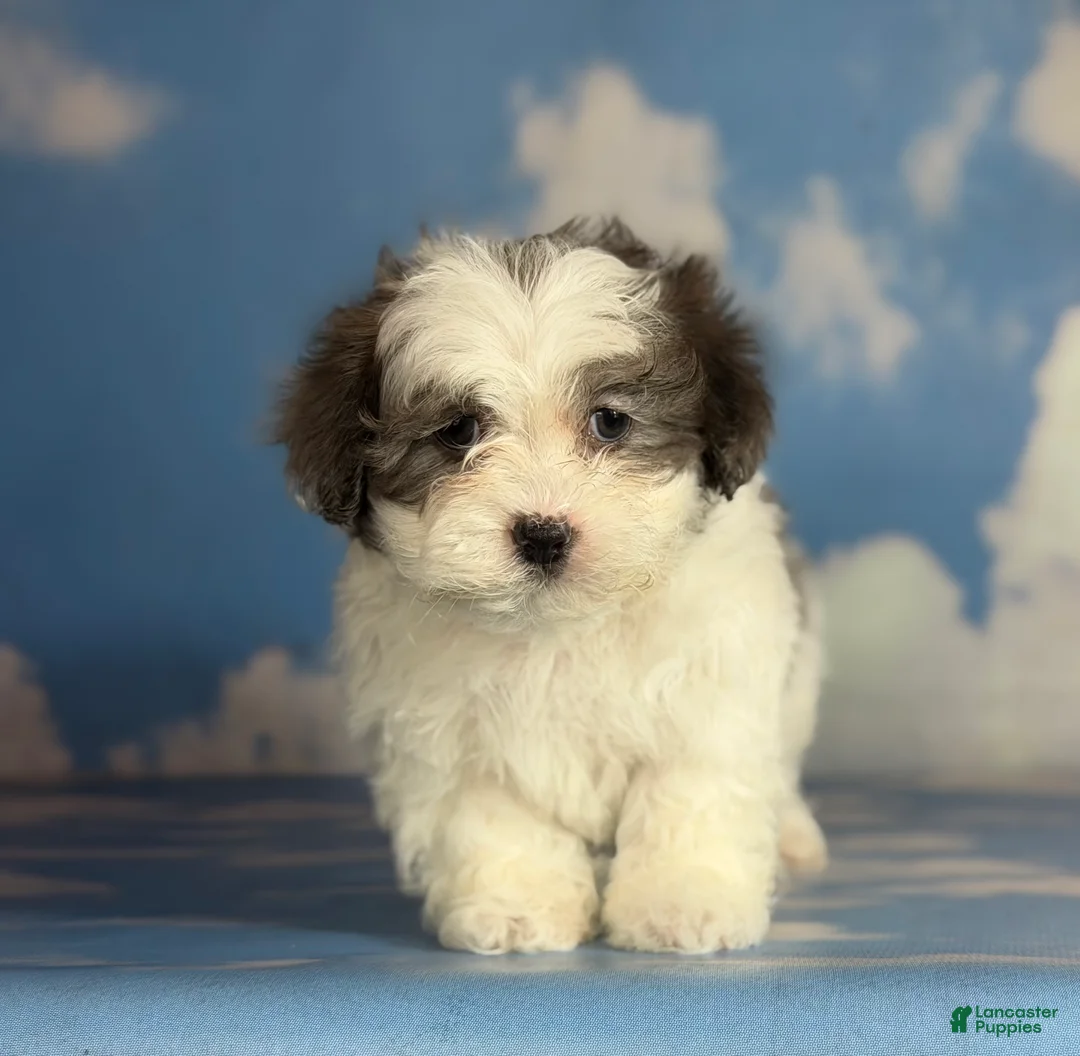 Shihpoo dogs for sale: Maria  - Ad 2