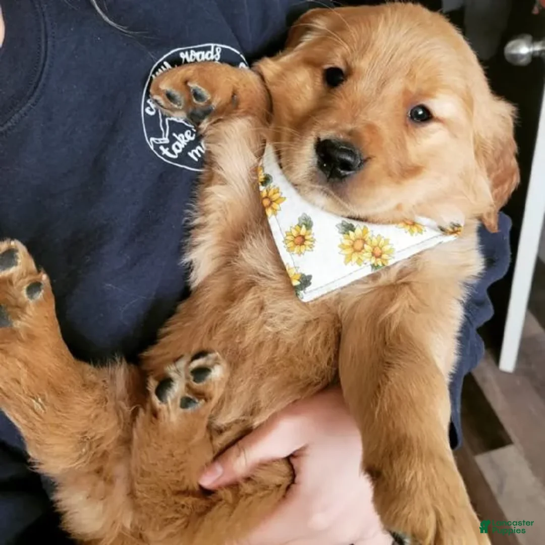 Golden Retriever dogs for sale: Golden Retriever Puppy 1 - Ad 1