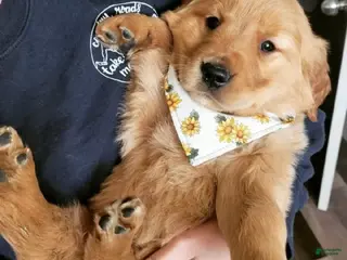 Golden Retriever dogs Golden Retriever Puppy 1 - Ad 24