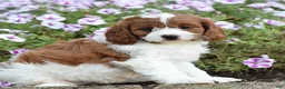 Cavapoo dogs for sale: Dawn - Ad 7