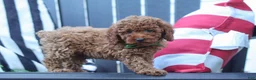Miniature Poodle dogs for sale: Adam - Ad 5