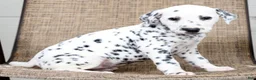 Dalmatian dogs for sale: Brittney - Ad 7
