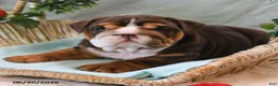 English Bulldog dogs for sale: Bonnie - Ad 3
