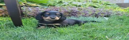 Miniature Dachshund dogs for sale: Vivian  - Ad 27