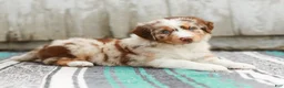 Australian Shepherd dogs for sale: Tina - Ad 6