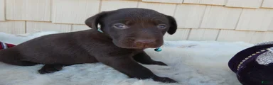 Labrador Retriever 8 Coco