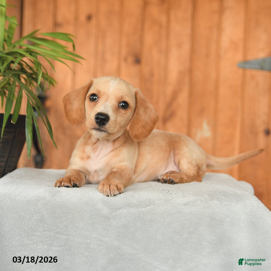 Miniature Dachshund dogs Fritz - Ad 2