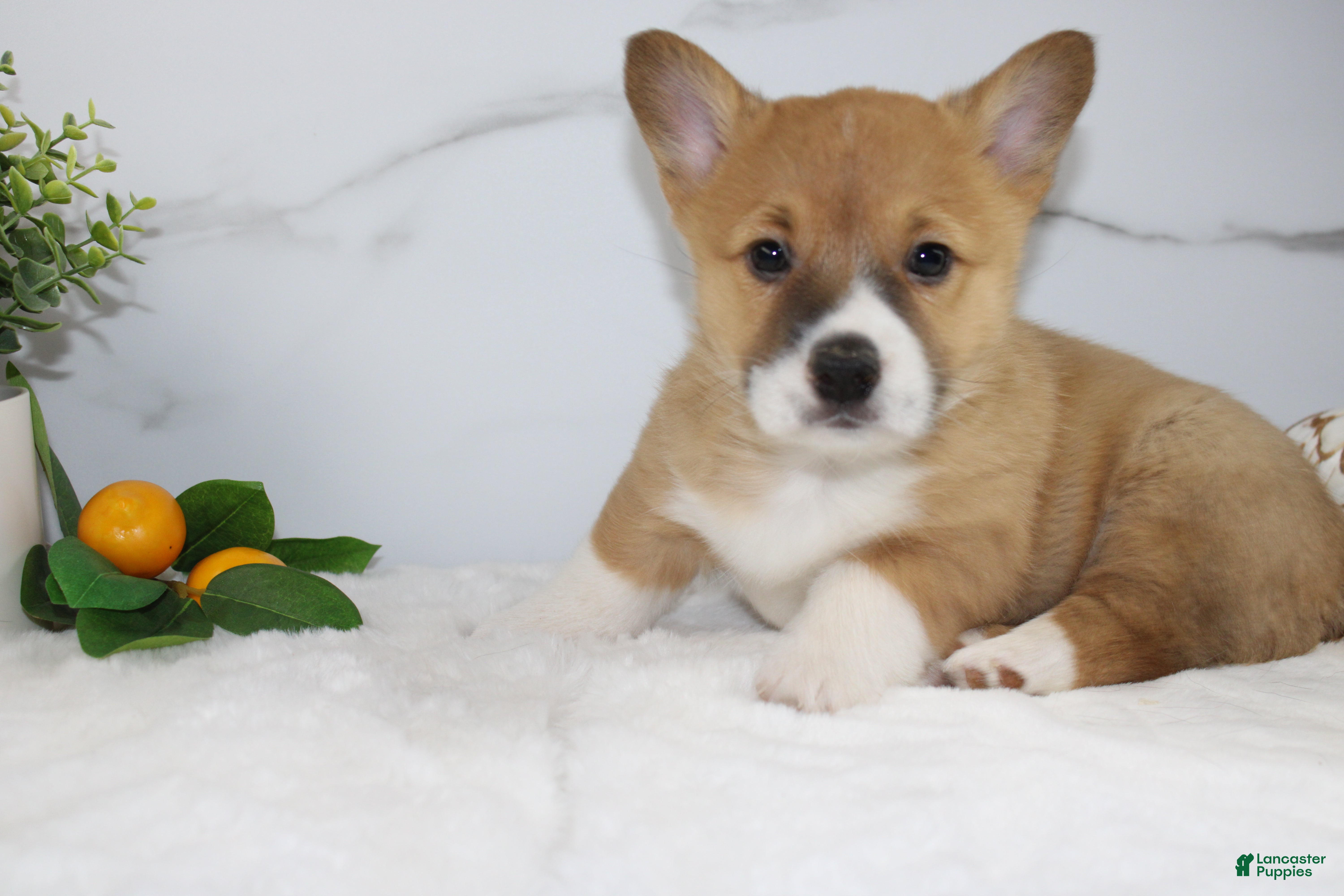 Welsh Corgi Pembroke dogs Cody triple clear - Ad 41