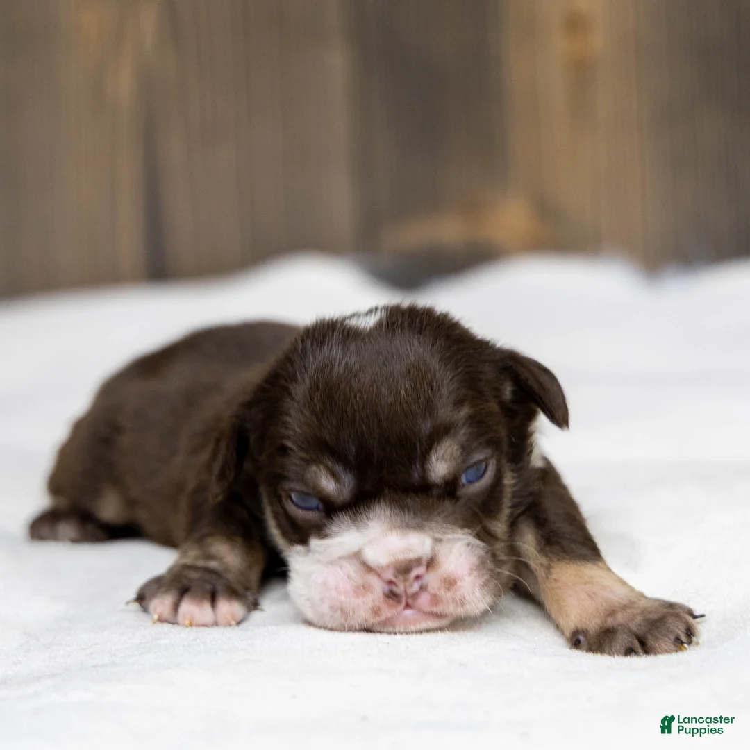English Bulldog dogs for sale: Hershey Drift English Bulldog Puppy  - Ad 2