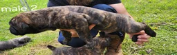 Mixed Breed dogs for sale: Mixed Breed Puppy 2 - Ad 2