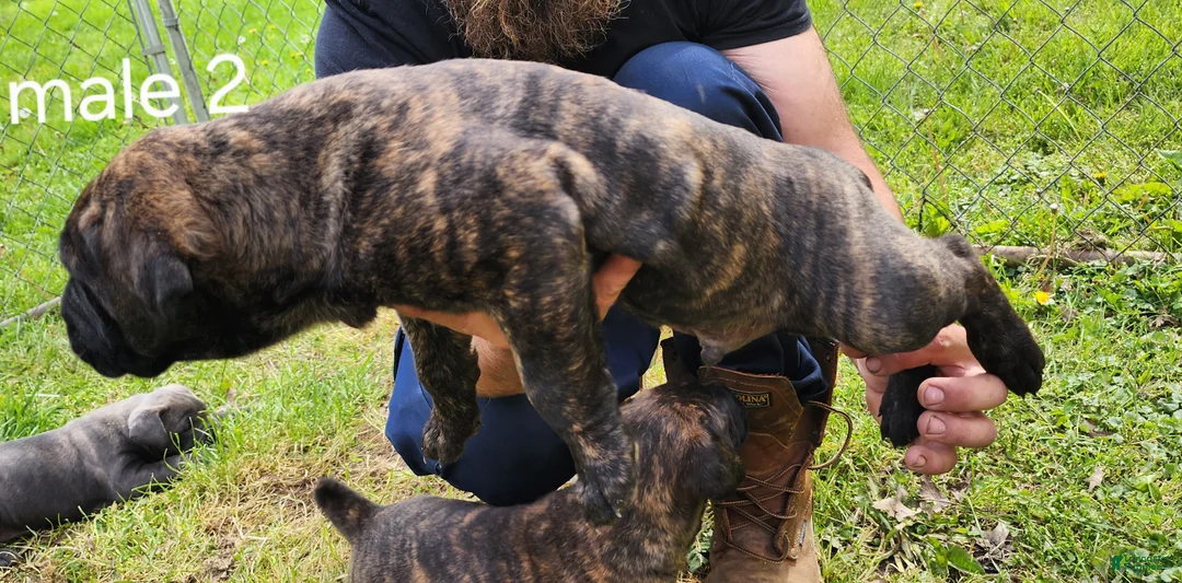 Mixed Breed dogs for sale: Mixed Breed Puppy 2 - Ad 2
