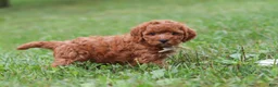 Cavapoo dogs for sale: Jordan - Ad 2