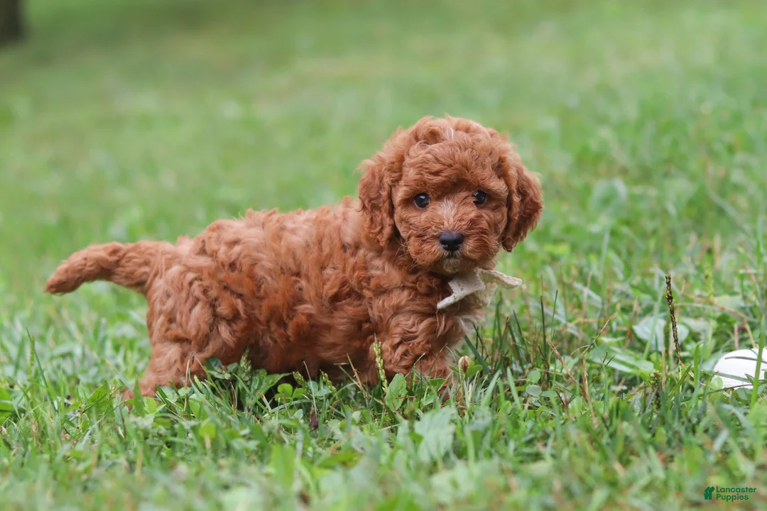 Cavapoo dogs for sale: Jordan - Ad 2