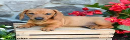 Miniature Dachshund dogs for sale: Eloise - Ad 2
