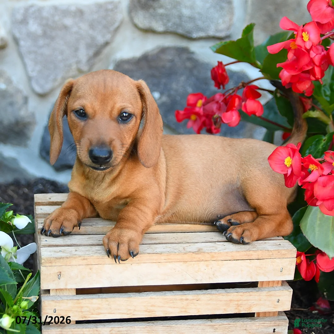 Miniature Dachshund dogs for sale: Eloise - Ad 2