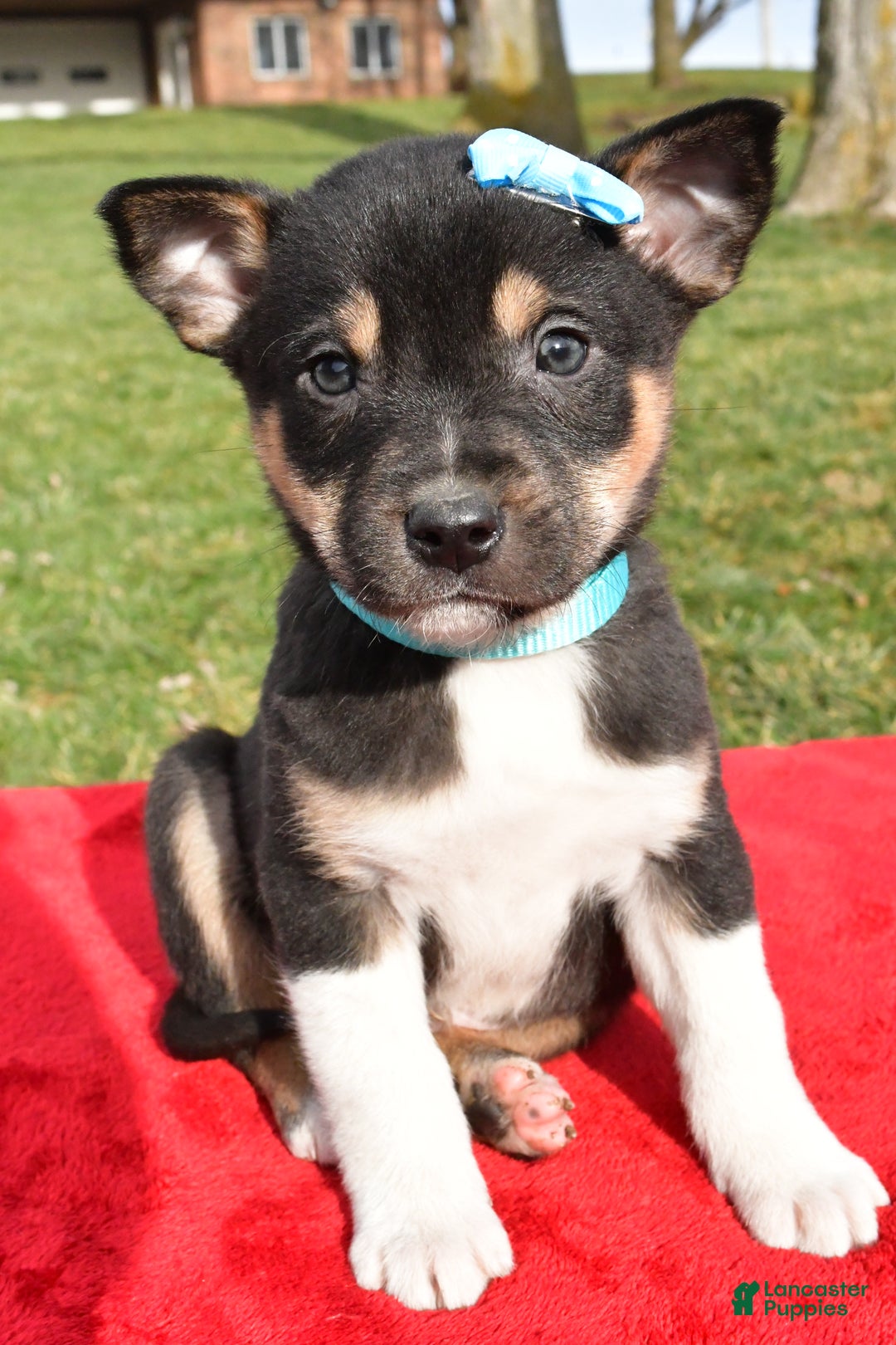 Mixed Breed dogs for sale: Miles - Ad 7