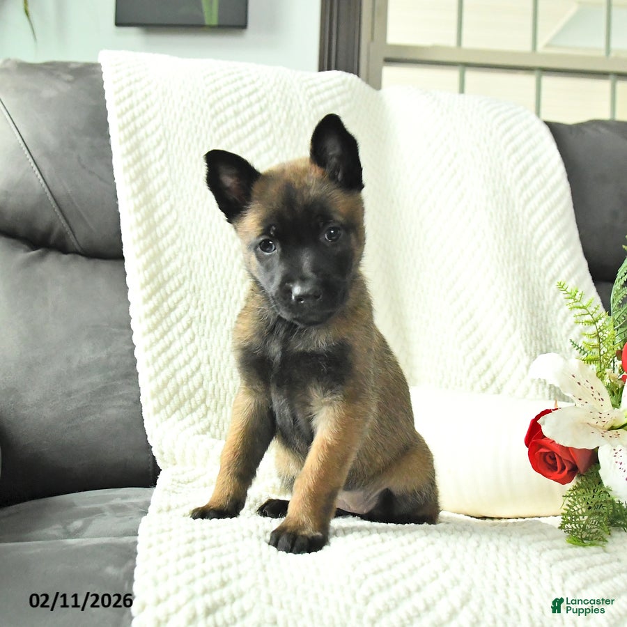 Belgian Malinois dogs Bella   - Ad 1