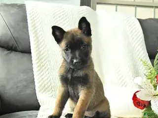 Belgian Malinois dogs Bella - Ad 1