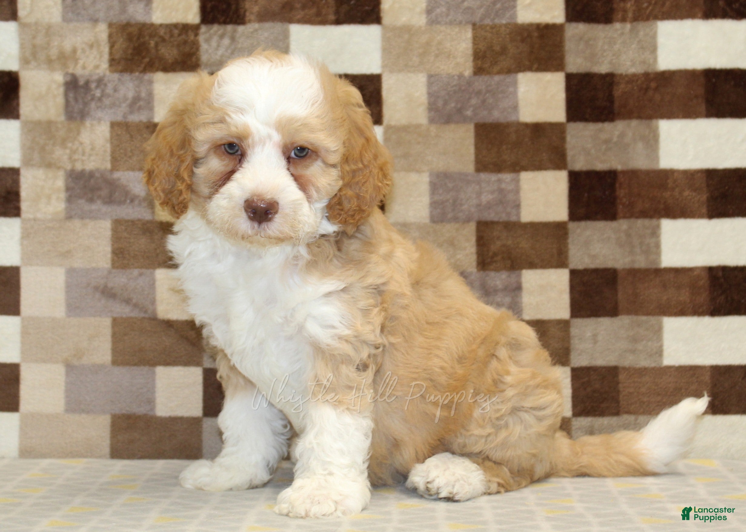 Mini Bernedoodle dogs Harley - Ad 1