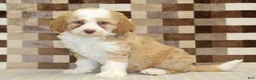 Mini Bernedoodle dogs for sale: Harley - Ad 1