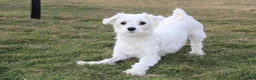 Maltese dogs for sale: Benny  - Ad 13