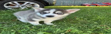 Pomsky 1