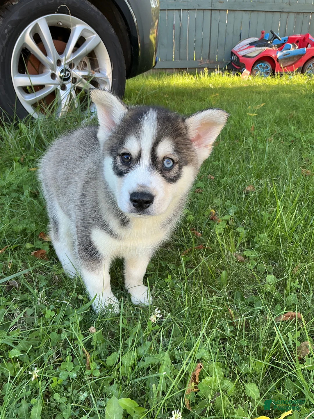 Pomsky dogs for sale: Pomsky 1 - Ad 1