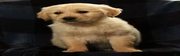 Golden Retriever dogs for sale: Shane - Ad 6