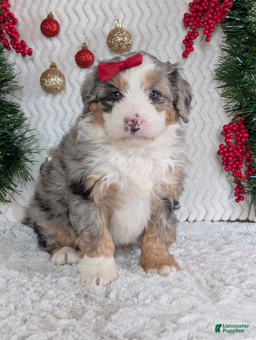 Mini Bernedoodle dogs for sale: Mini Pippa  - Ad 6